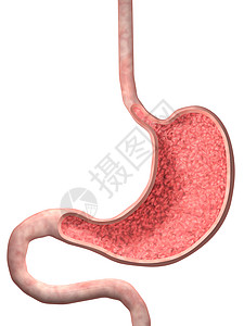 人胃的3D图像背景图片