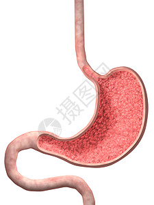 人胃的3D图像图片