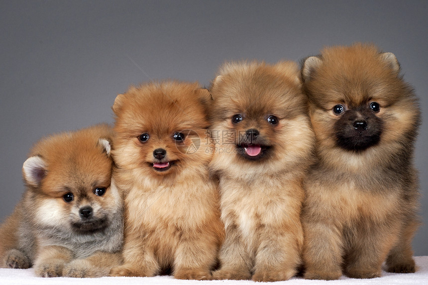 纯种博美犬的四只小狗图片