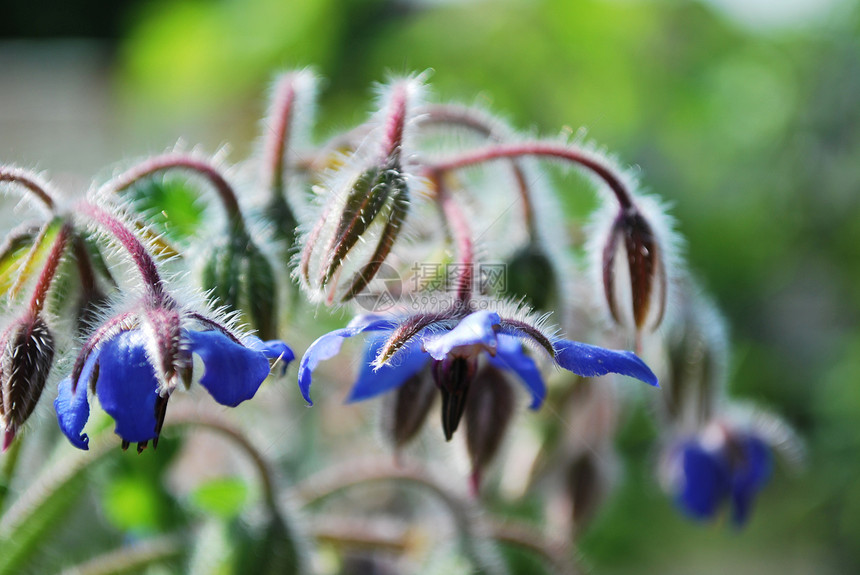 花园中蓝色琉璃苣星花的特写图片