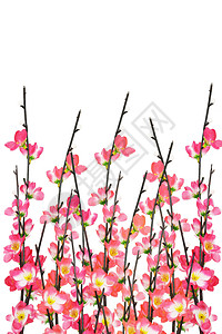 在白色背景上的新年樱花图片