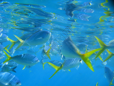 澳大利亚大堡礁海底洋生物组图片