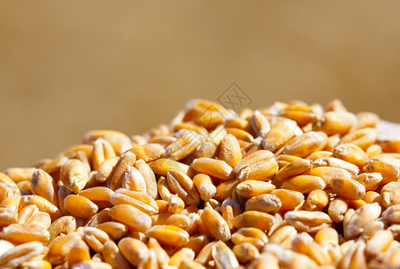 金熟麦粒的近景图片