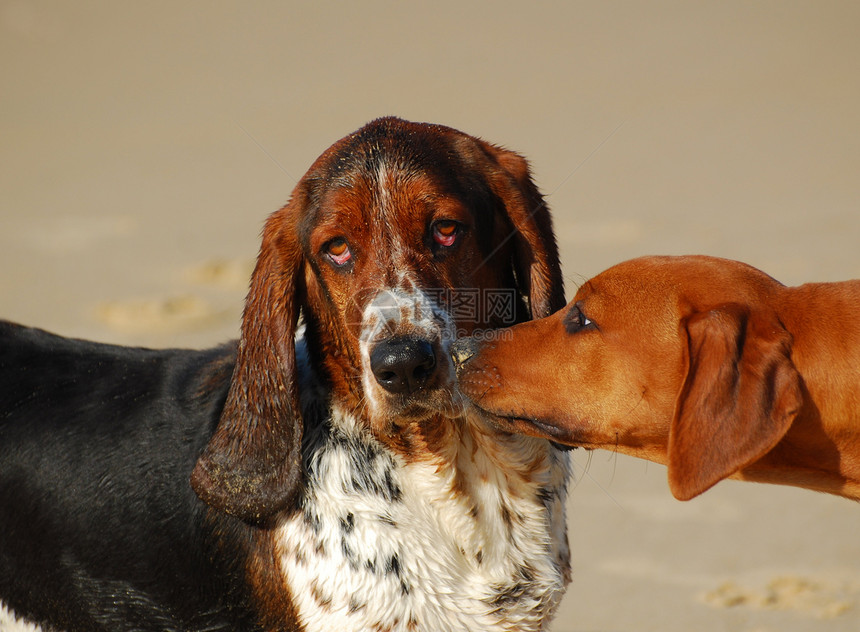 一个纯种巴塞特猎犬狗的户外肖像被一只臭美的罗得西亚图片