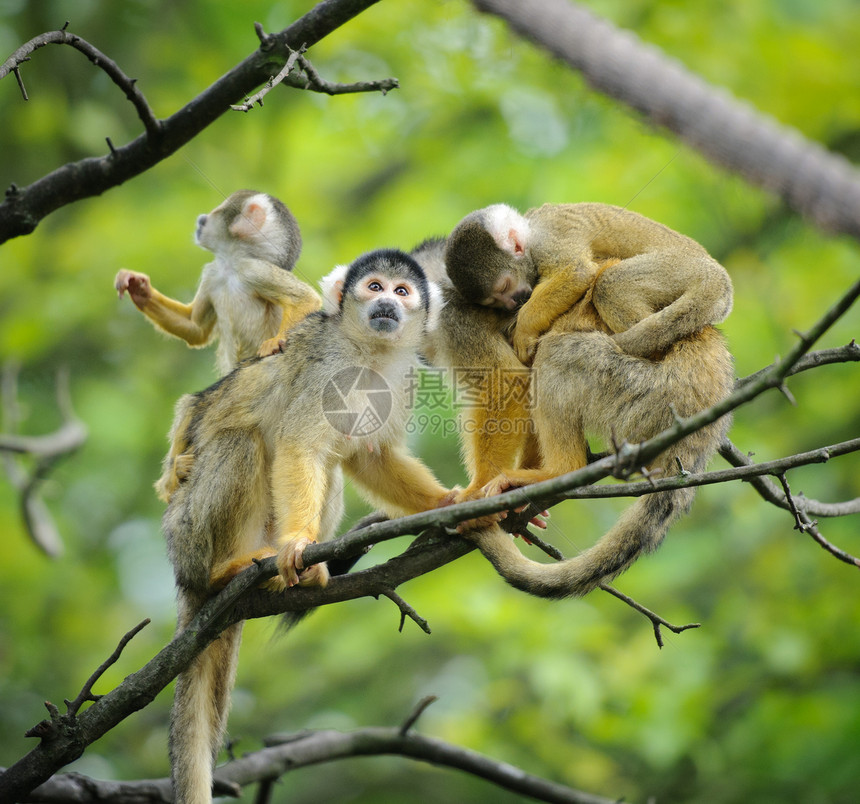 黑帽子松鼠猴子坐在树枝上带着可爱图片