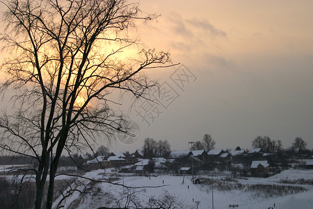 在山坡上的雪树上在背景图片