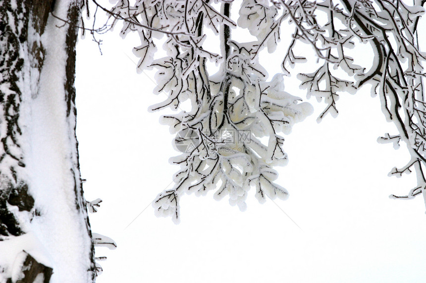 冬季素描雪中的树枝图片