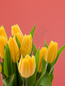 有颜色背景的花束中的春花图片