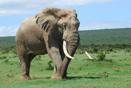 一整具非洲大象公牛的大耳朵树干和象牙图片
