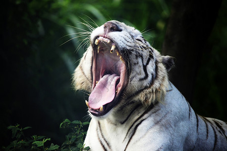 白老虎打哈欠Safari公园印图片