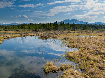 加拿大育空地区的北方森林泰加的沼泽地池塘图片
