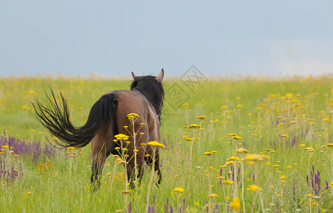 绿色田地的马匹成图片
