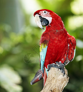 鹦鹉在绿色雨林中户外的高清图片