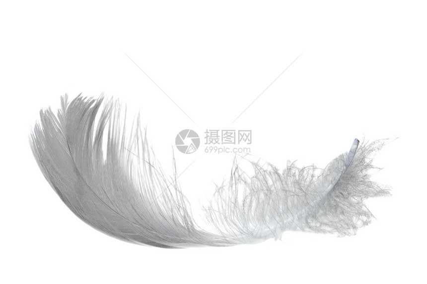 白天鹅羽毛在白图片