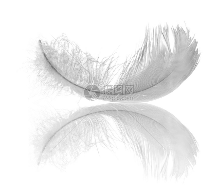 白天鹅羽毛在白图片