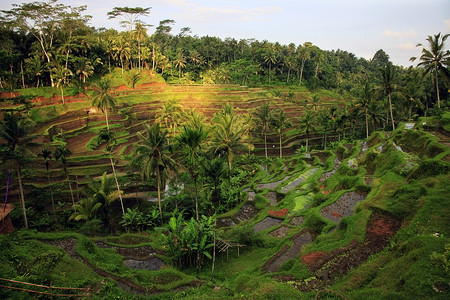 印度尼西亚巴厘的乌布德Ubud大米田图片