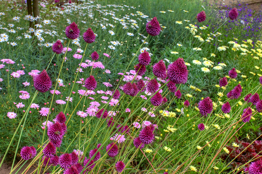 夏日花园中的粉色紫色和黄色花朵图片