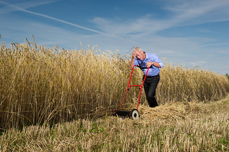 一位精疲力竭的高级商人在用手动推式割草机割草和收割成熟的金色谷物时停下来喘口气背景图片