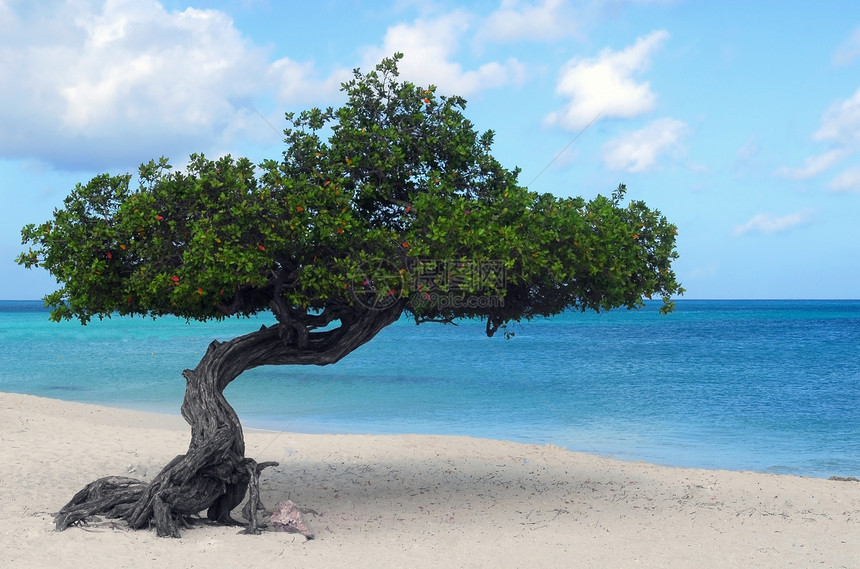 阿鲁巴岛鹰海滩岸线上的Divi潜水树图片