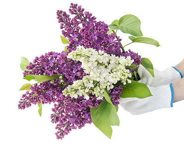 在农夫手中有一束紫白的花朵在白的图片