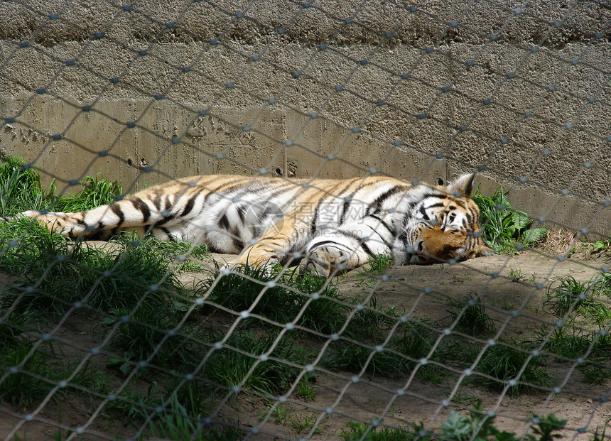 老虎睡在笼子里图片