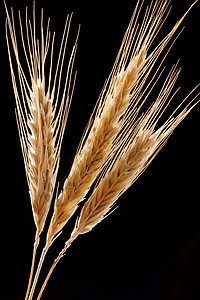 小麦的近视。图片