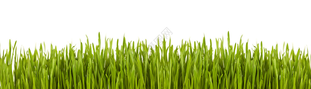 绿草横幅隔离背景图片