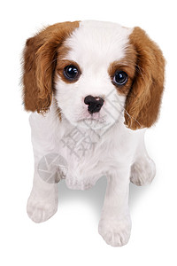 一只可爱的小狗在白色背景上的图片图片
