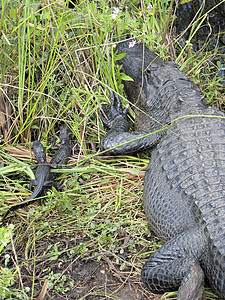 美国雌鳄鱼Aligator密西比斯图片