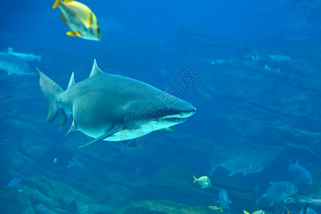 虎鲨和鱼的水下视图图片