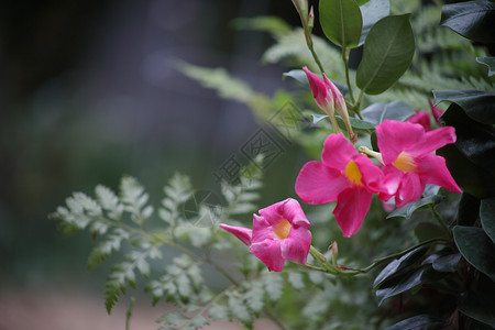深粉红的曼德维拉花朵和背景图片