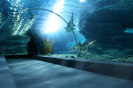 大水族馆的游客图片