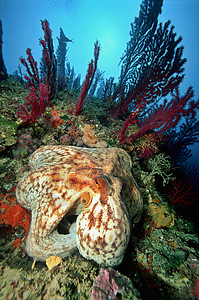 意大利特雷米提群岛章鱼图片