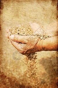老农夫的麦子和手图片