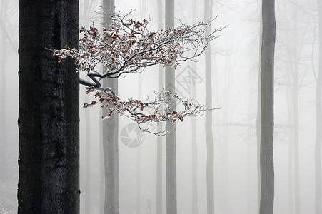 山毛榉树干与背景有雾的树枝图片