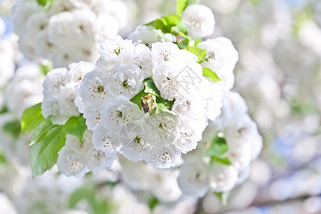 春天白色花朵的特写分支图片