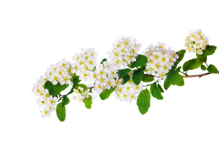 春天的树枝花朵被白色背景隔离图片