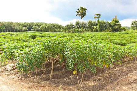 农业木薯农场和植物生长图片