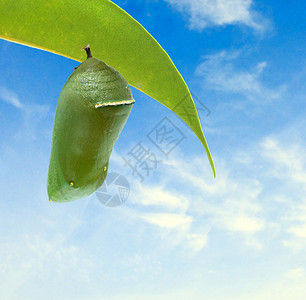 帝王蝶的蛹背景图片