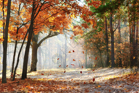 清晨的太阳照亮了风景优美的秋天森林上图片