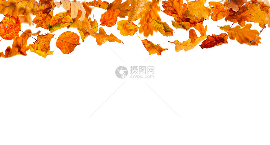 白色背景上飘落的秋叶图片