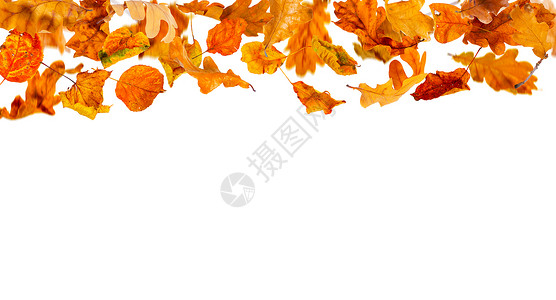 白色背景上飘落的秋叶图片