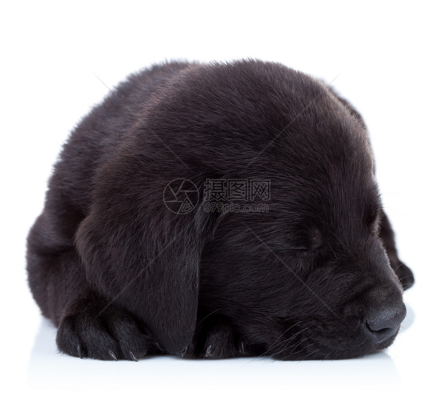 困睡的毛皮球可爱的拉布多猎犬小狗睡图片