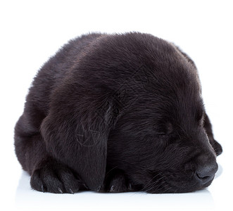 困睡的毛皮球可爱的拉布多猎犬小狗睡图片