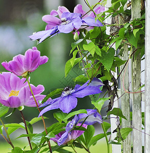 篱笆上的铁线莲花图片