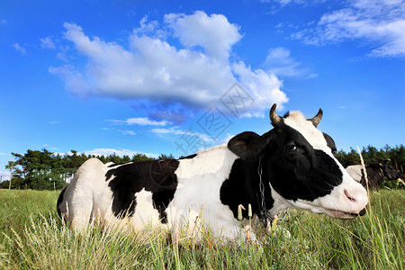 一张黑白奶牛在蓝天上躺在图片