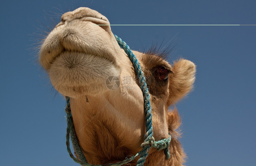 骆驼在巴林沙漠图片