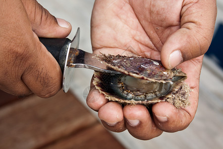 来自巴林的珍珠牡蛎被打开图片