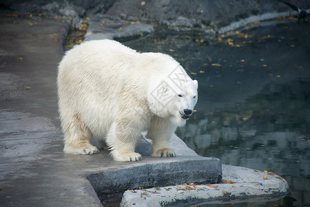 动物园中漂亮的大北极熊在岩石图片