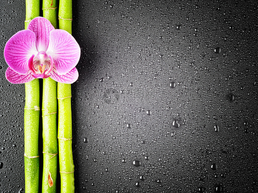 黑色背景中的粉色兰花和竹林图片